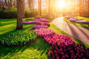 beautiful multicolored hyacinths. Holland. Keukenhof Flower Park.